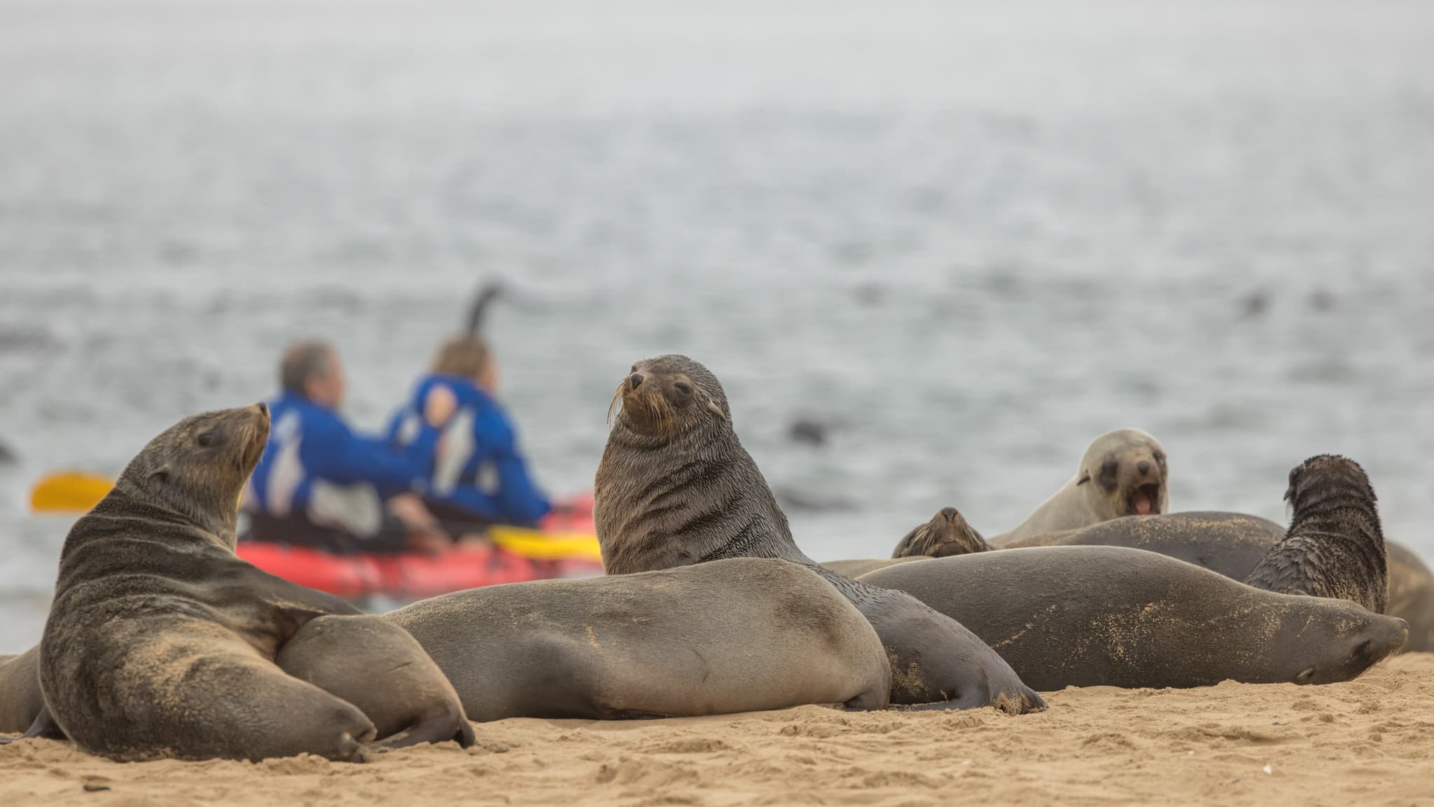 Wildlife Encounters Whilst Kayaking