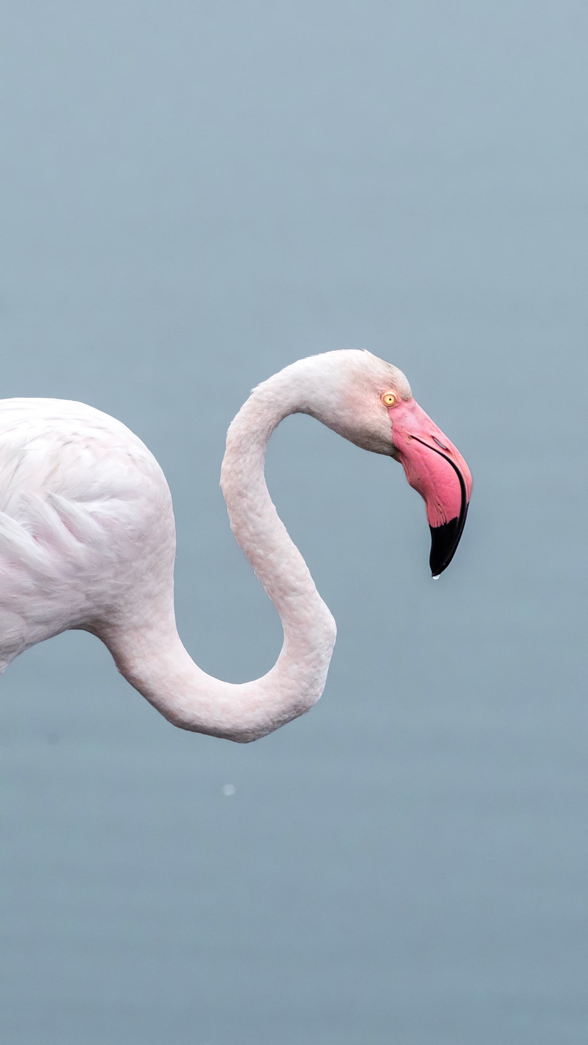 Flamingos and pelicans at Walvis Bay Lagoon