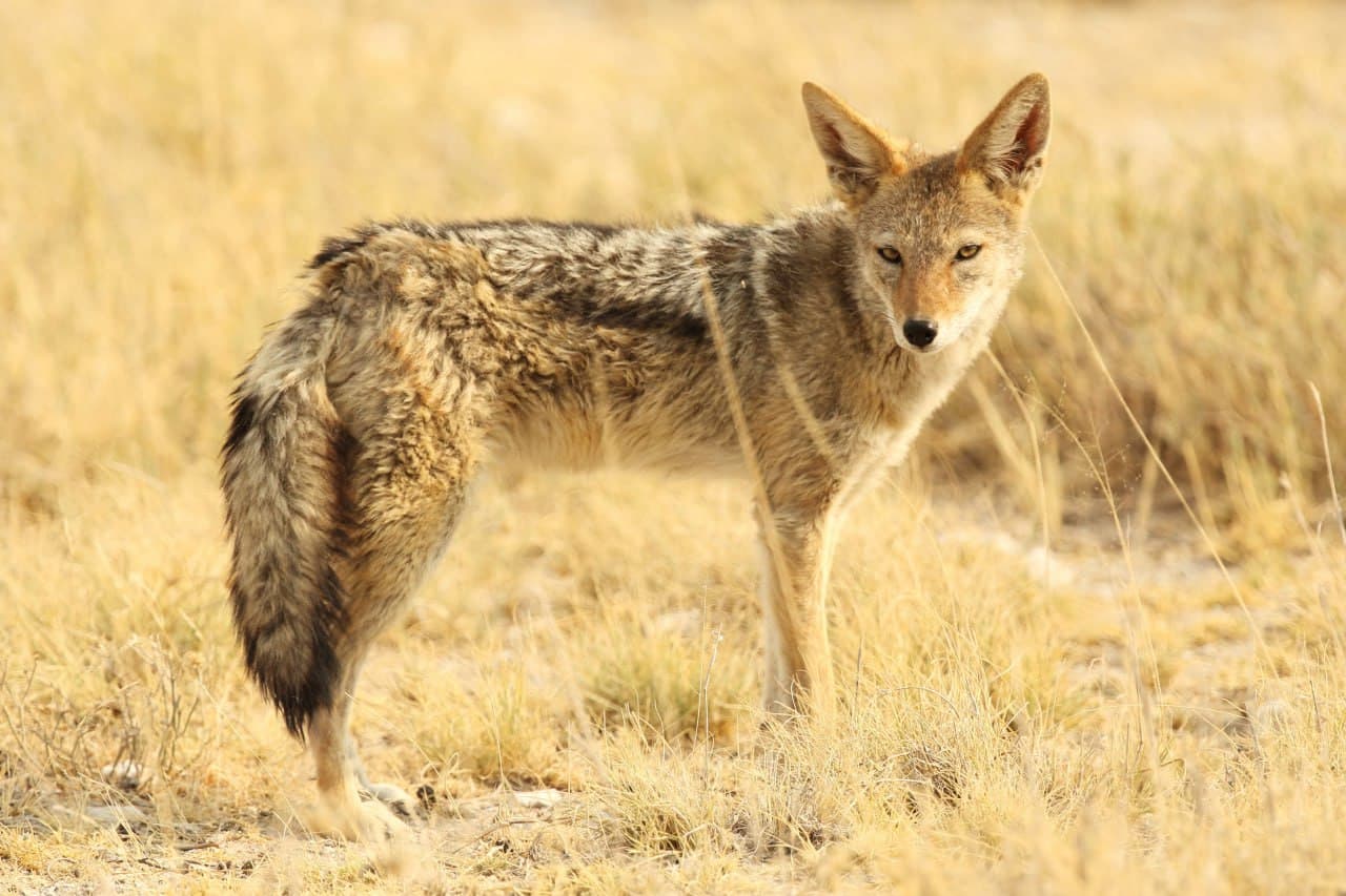 Black-backed jackals in Namib Desert