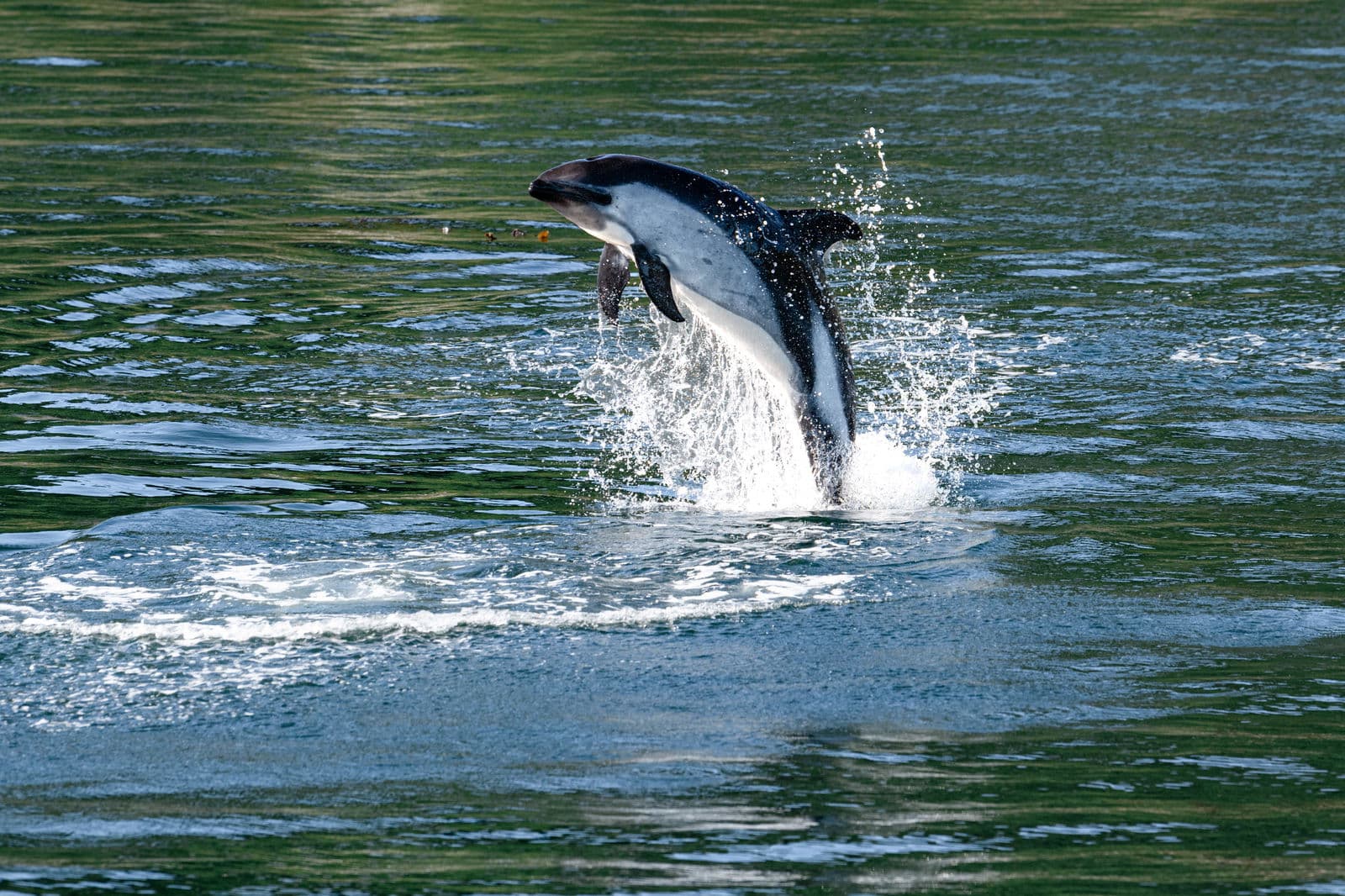 Dolphins and whales offshore