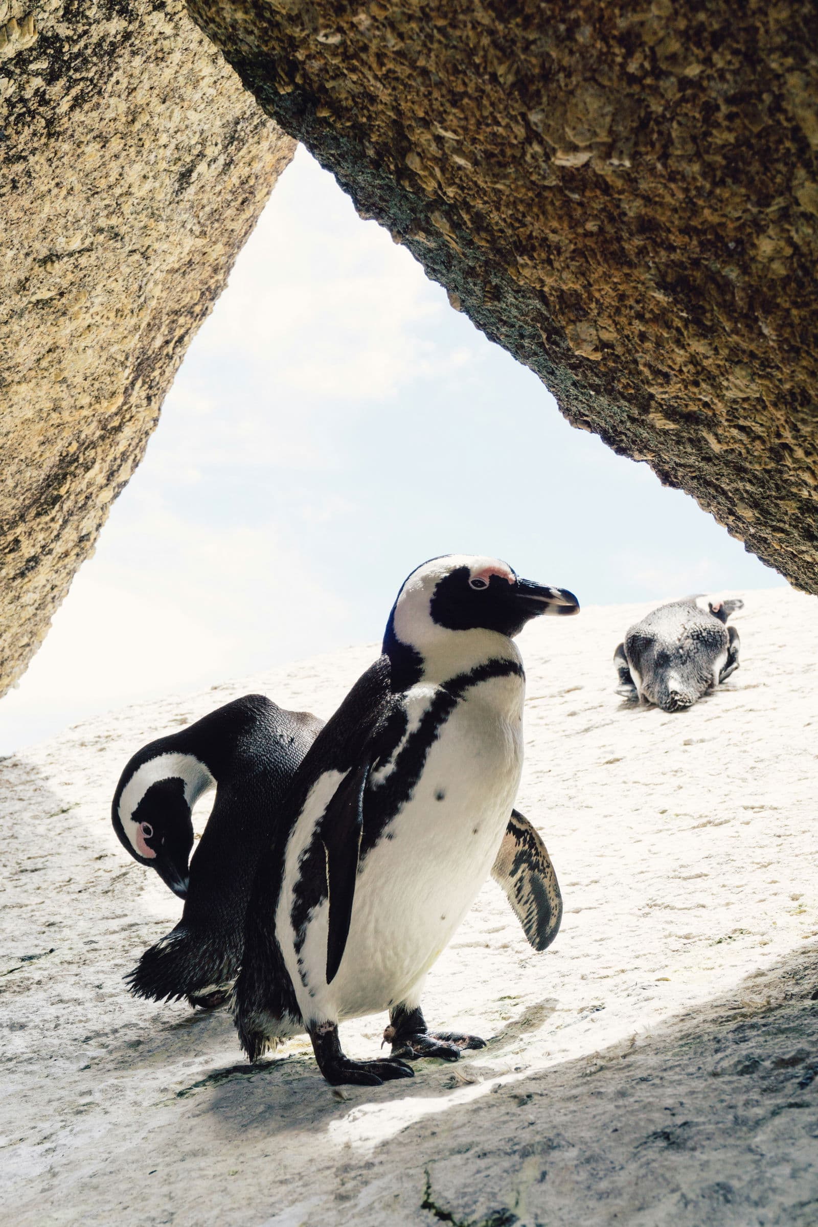 African penguins at Boulders Beach & Halifax Island