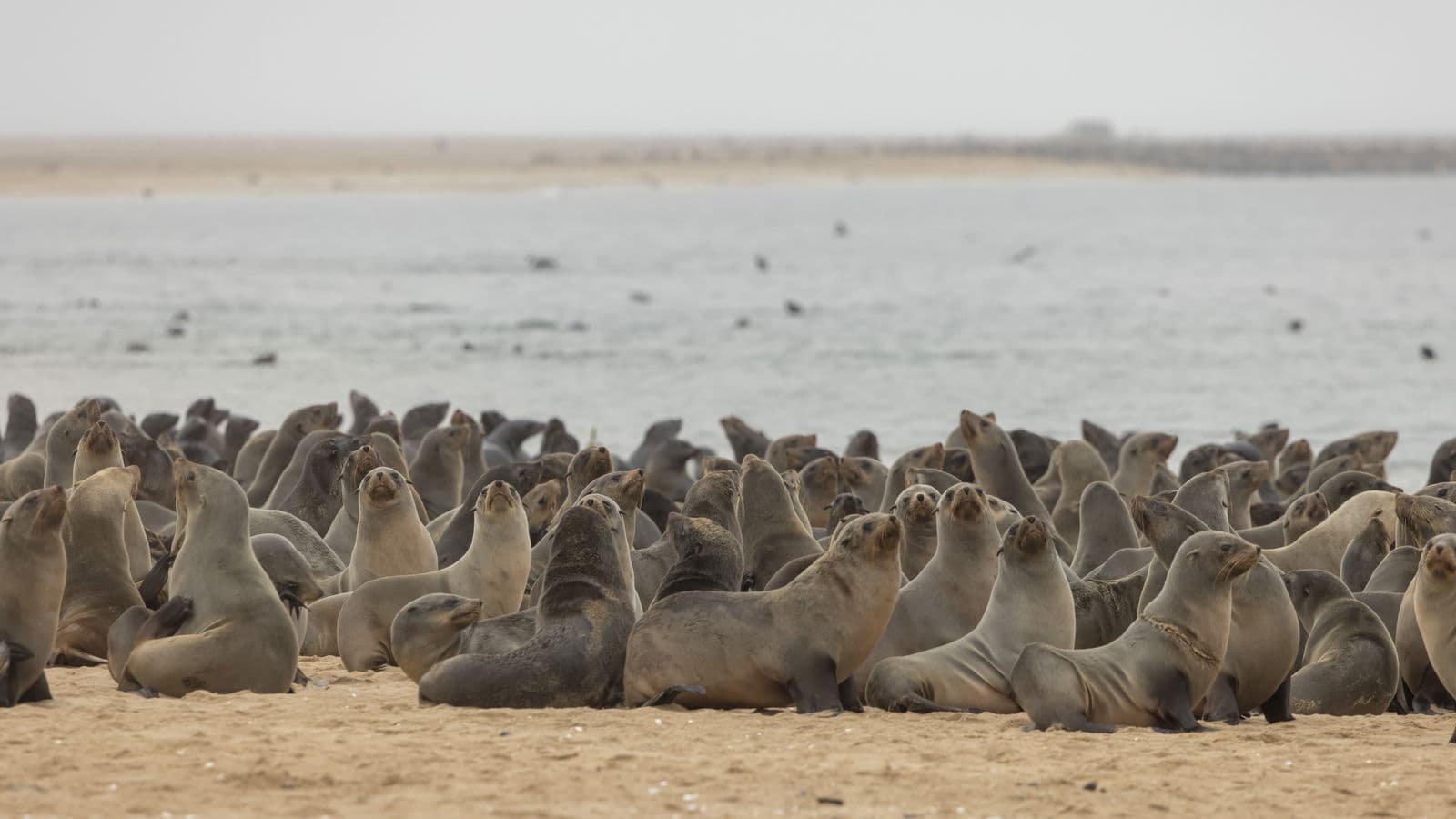 Cape fur seals at Pelican Point