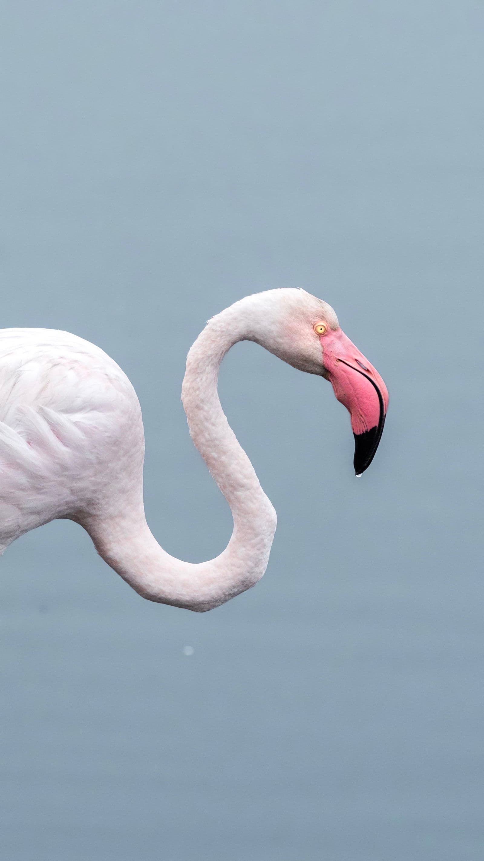 Flamingos and pelicans at Walvis Bay Lagoon